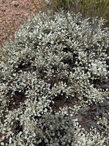 Tall Buckwheat