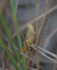 Dichromorpha elegans