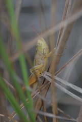 Dichromorpha elegans