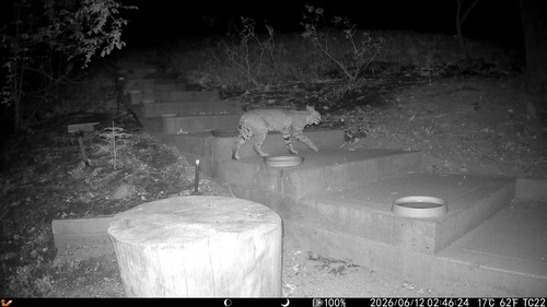 Bobcat