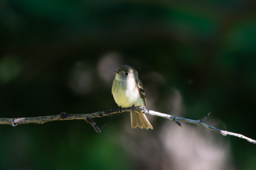 Least Flycatcher