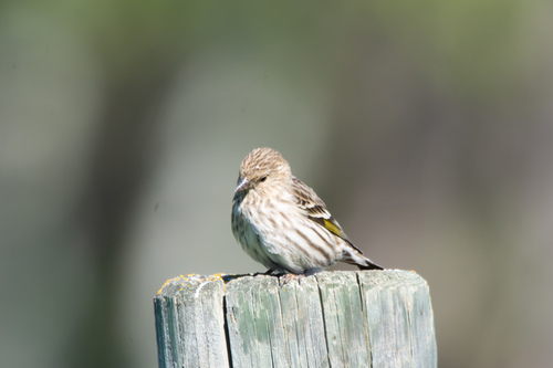Pine Siskin