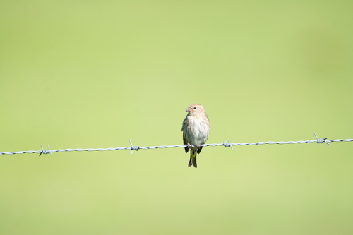 Pine Siskin