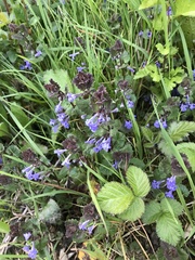 Glechoma hederacea