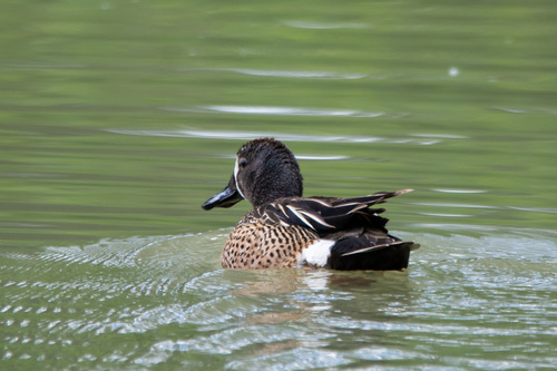 Blue-winged Teal