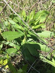 Eryngium leavenworthii