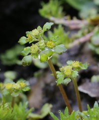 Chrysosplenium flagelliferum