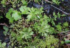 Saxifraga cortusifolia