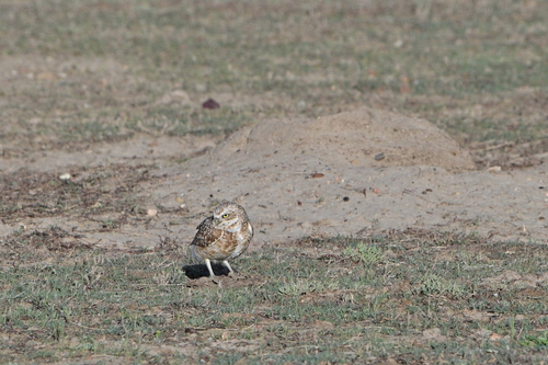 Burrowing Owl