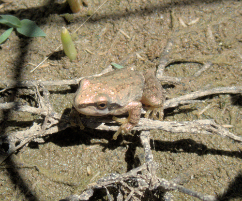 Pacific chorus frog photographed in Nevada
