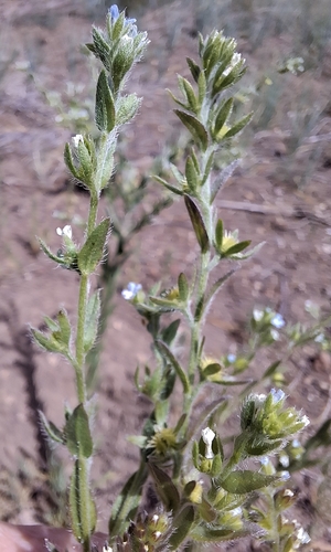 Flatspine Stickseed