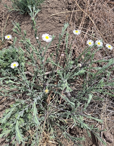spreading fleabane