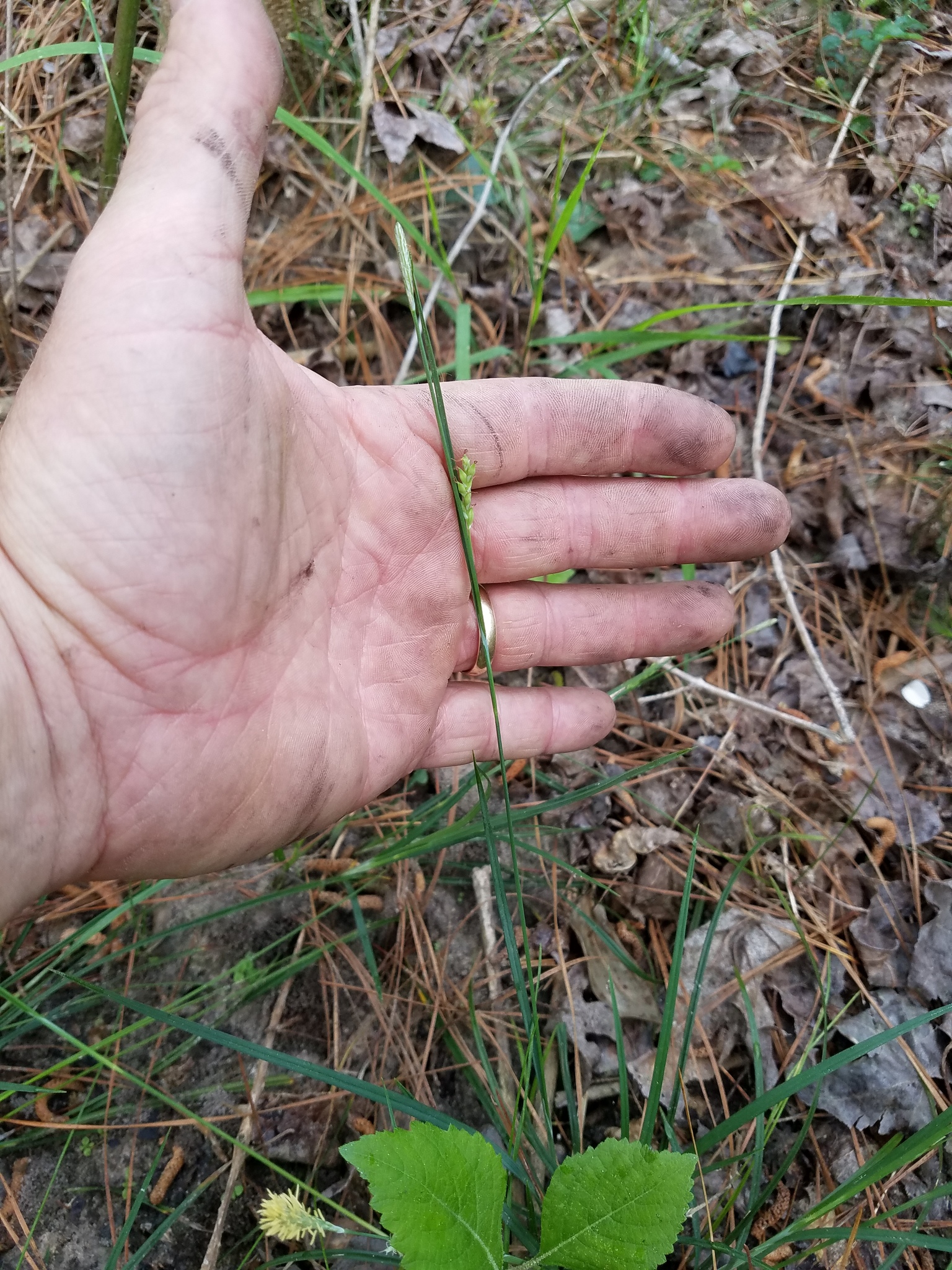 Carex striatula