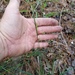 Carex striatula - Photo (c) Eric Keith, μερικά δικαιώματα διατηρούνται (CC BY-NC), uploaded by Eric Keith