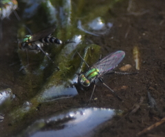 Plagioneurus univittatus