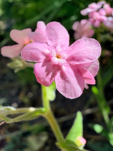 iNaturalist observation photo of pink-flowered stickseed