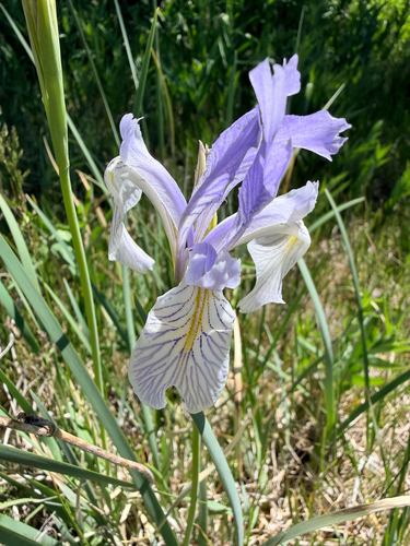 iNaturalist observation photo of western blue flag