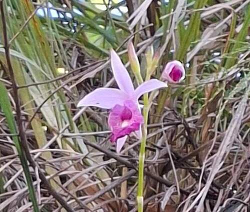 Bamboo Orchid