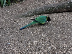 Barnardius zonarius zonarius