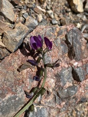 Astragalus mohavensis