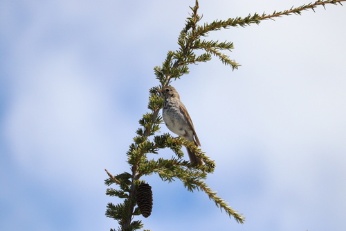 Hermit Thrush