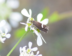 Grapholita lunulana
