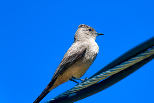 Say's Phoebe