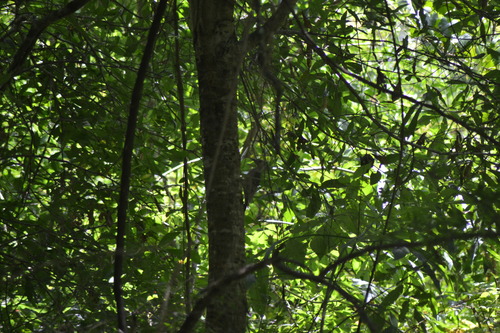 Yellow-bellied Sapsucker