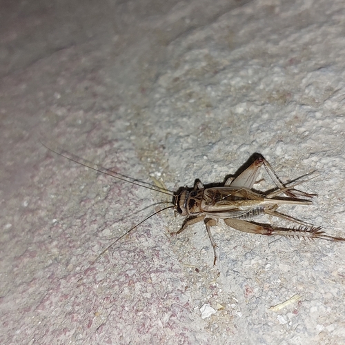 House Cricket