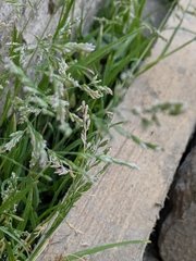 Poa annua