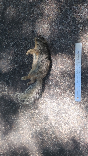 Rock Squirrel