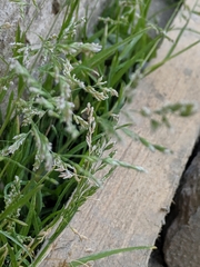 Poa annua