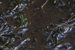 Plagioneurus univittatus