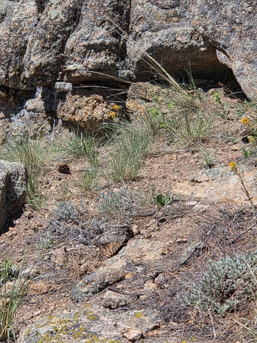 Common Poorwill