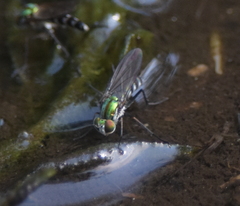 Plagioneurus univittatus