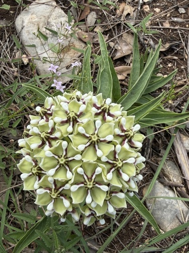 Antelopehorn Milkweed
