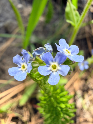 iNaturalist observation photo of Stickseeds