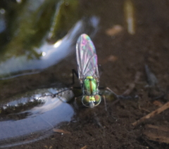 Plagioneurus univittatus