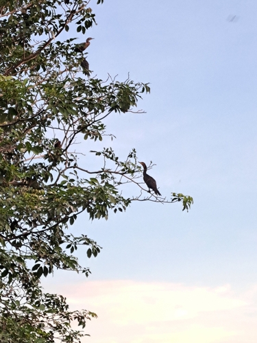 Corúa Neotropical