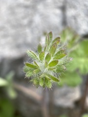 Phacelia cryptantha