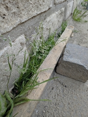 Poa annua