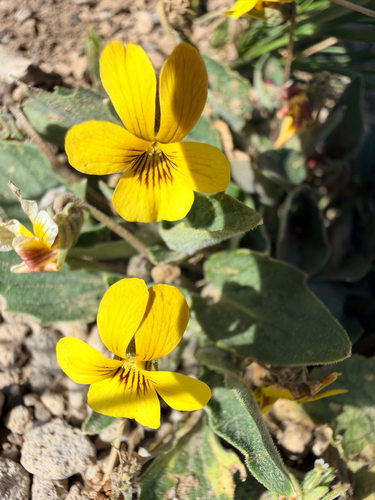 iNaturalist observation photo of Violets