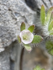 Phacelia cryptantha