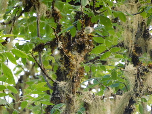 Warbling Vireo