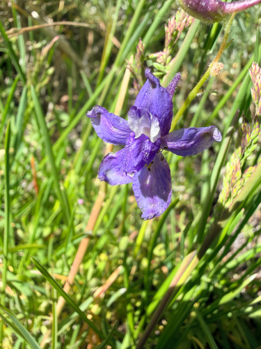 iNaturalist observation photo of Anderson's larkspur
