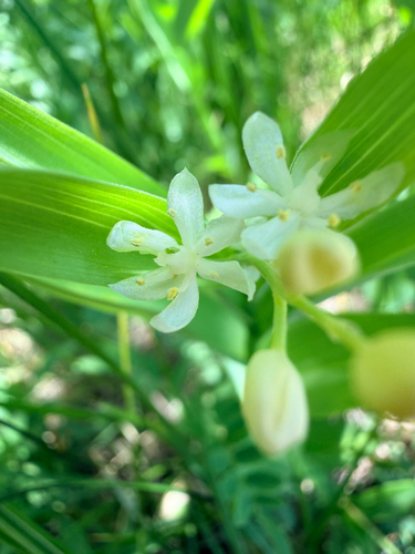 iNaturalist observation photo of star-flowered lily-of-the-valley