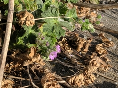 Geranium