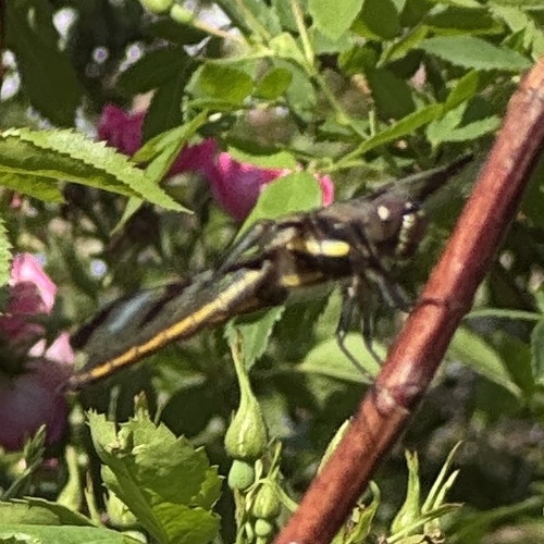 Twelve-spotted Skimmer