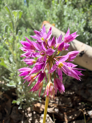 iNaturalist observation photo of aspen onion