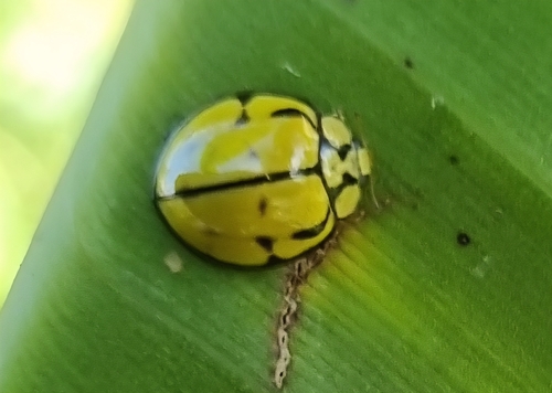 Tortoise-shelled Lady Beetle